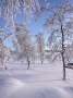Frosty birch