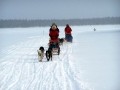 Mushing